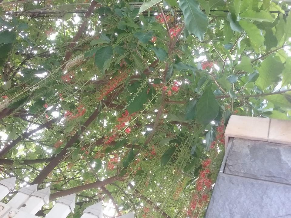 Nha Minh Homestay Дананг Екстер'єр фото