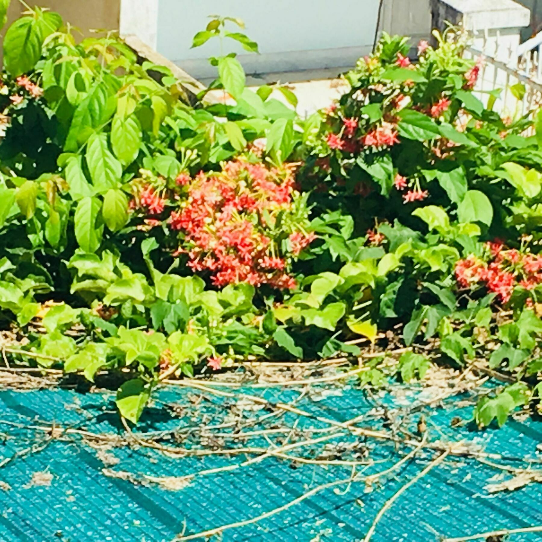 Nha Minh Homestay Дананг Екстер'єр фото
